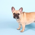 French Bulldog hd pics