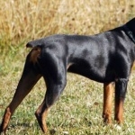 German Pinscher 1080p