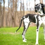 Great Dane hd pics