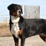 Greater Swiss Mountain Dog cute