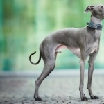 Greyhound hd desktop