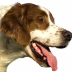 Irish Red and White Setter breed