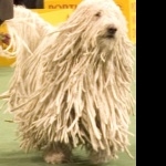 Komondor cute