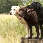 Labrador Retriever image