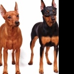 Miniature Pinscher high quality wallpapers