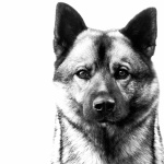 Norwegian Elkhound wallpapers