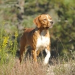 Portuguese Pointer high quality wallpapers