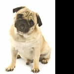 Pug hd desktop