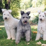 Pumi breed full hd