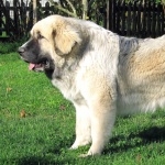 Pyrenean Mastiff hd