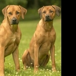 Rhodesian Ridgeback image