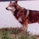 Saarlooswolfhond image