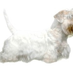 Sealyham Terrier cute