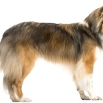 Shetland Sheepdog hd pics