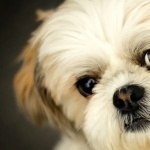 Shih Tzu pics