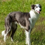 Silken Windhound wallpapers