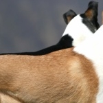 Smooth Collie free download