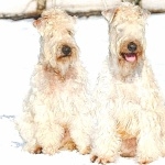 Soft-Coated Wheaten Terrier high quality wallpapers