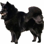 Swedish Lapphund 1080p