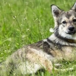 Swedish Vallhund hd pics