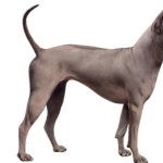 Thai Ridgeback hd photos