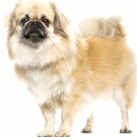 Tibetan Spaniel hd photos