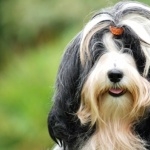 Tibetan Terrier high definition photo