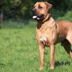 Tosa breed photo