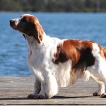 Welsh Springer Spaniel 2025