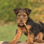 Welsh Terrier hd pics