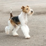 Wire Fox Terrier photos