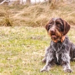 Wirehaired Pointing Griffon wallpapers hd