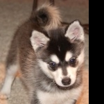 Alaskan Klee Kai 2025