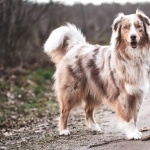 Australian Shepherd wallpaper