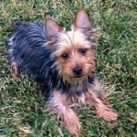 Australian Silky Terrier hd pics