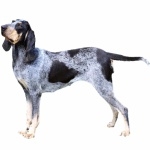 Basset Bleu de Gascogne image