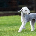 Bedlington Terrier high definition photo