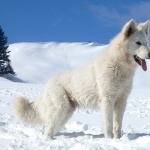 Berger Blanc Suisse pic