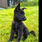 Black Norwegian Elkhound pic