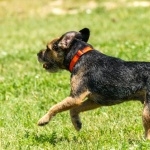 Border Terrier cute