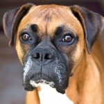 Boxer breed funny