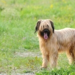 Briard hd desktop