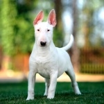 Bull Terrier high definition wallpapers