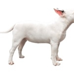 Bull Terrier (Miniature) funny