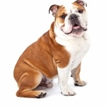 Bulldog free download