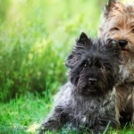 Cairn Terrier wallpaper