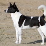 Canaan Dog photos