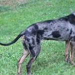 Catahoula Cur high quality wallpapers