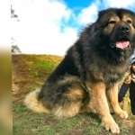 Caucasian Shepherd Dog widescreen