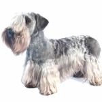 Cesky Terrier photo